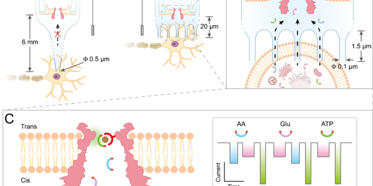 Watch biomolecules in single live cells in real time