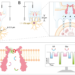 Watch biomolecules in single live cells in real time