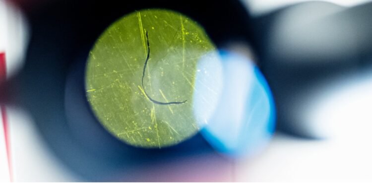The effect of nanoplastics on brain cells may depend on their size