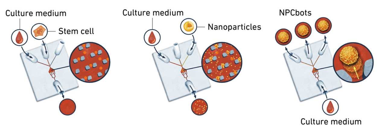 Microrobots repair spinal cord