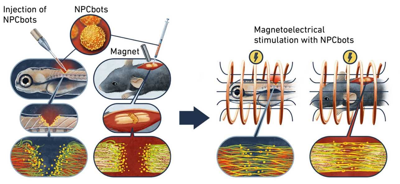 Microrobots repair spinal cord