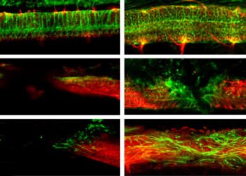 Microrobots repair spinal cord