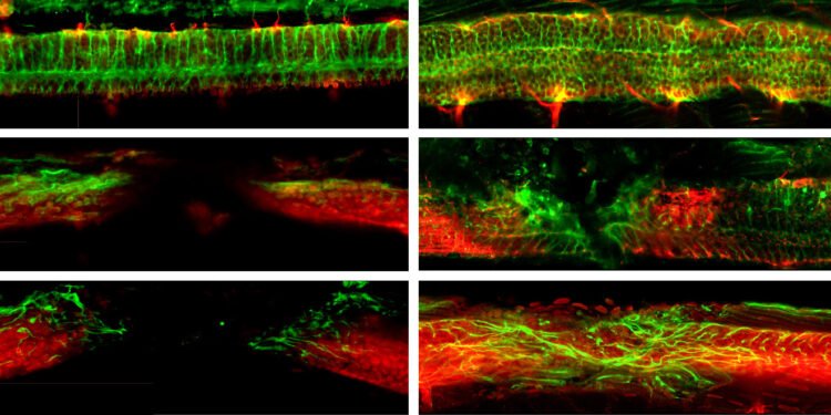 Microrobots repair spinal cord