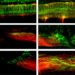 Microrobots repair spinal cord
